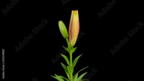 Blooming orange lily flower buds ALPHA matte, FULL HD. timelapse