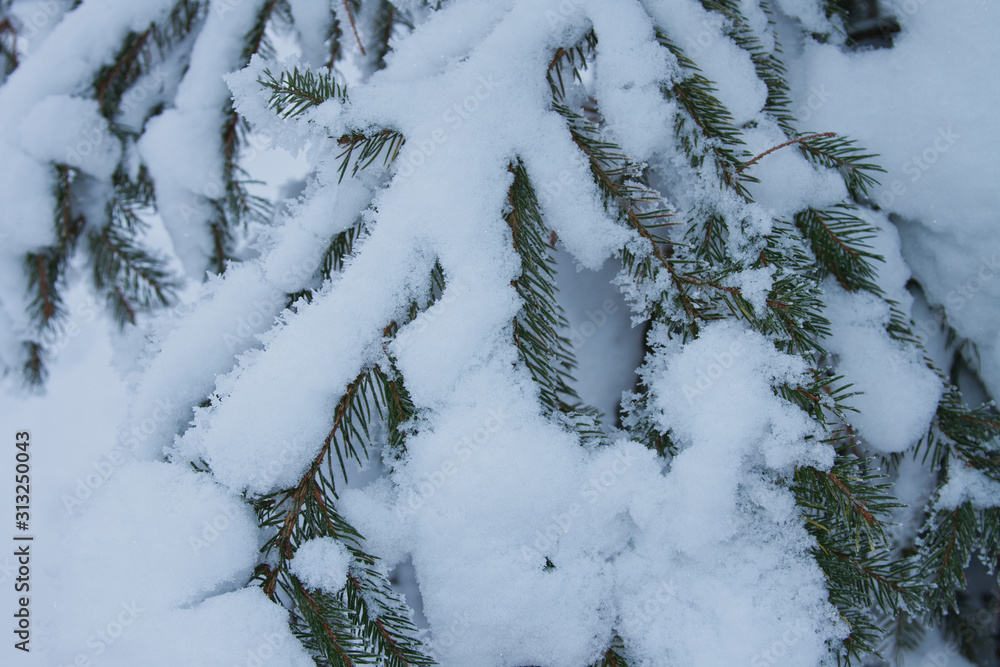 branches of spruce covered with fluffy white snow