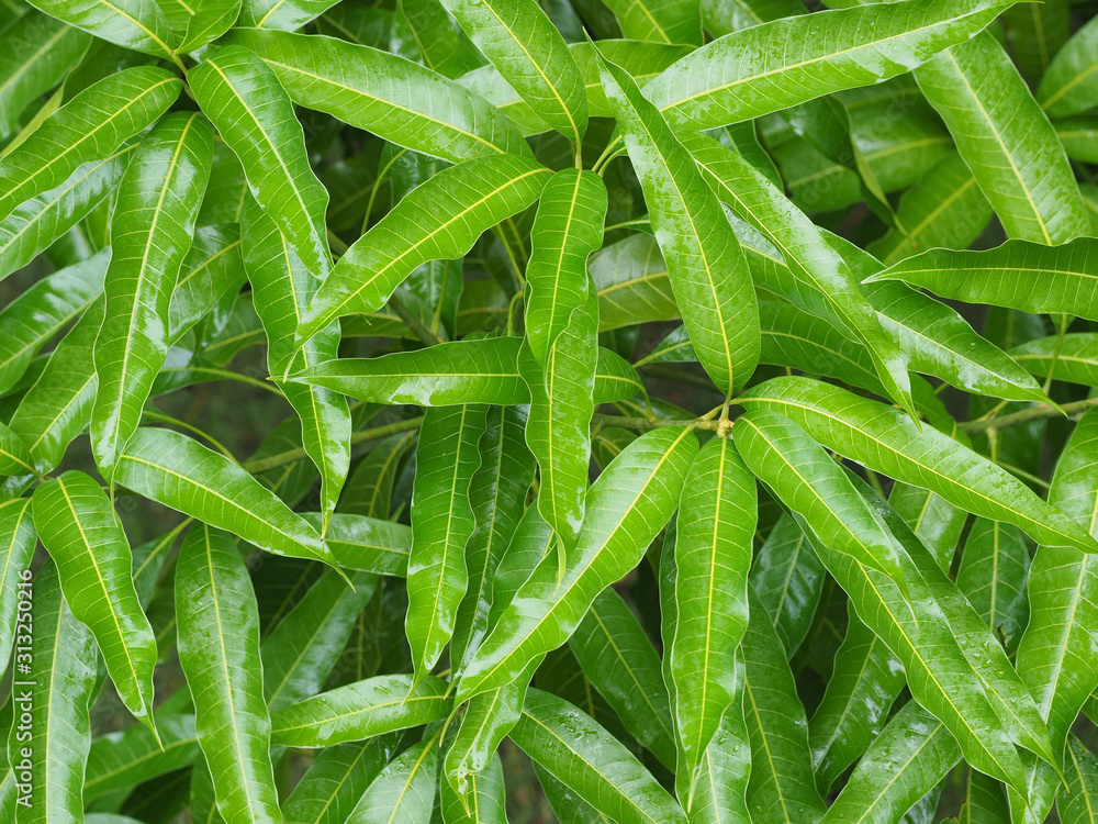 Foliage bushes in a tropical garden after rain. Summer nature after rain. Foliage bushes in a tropical garden after rain. Summer nature after rain.