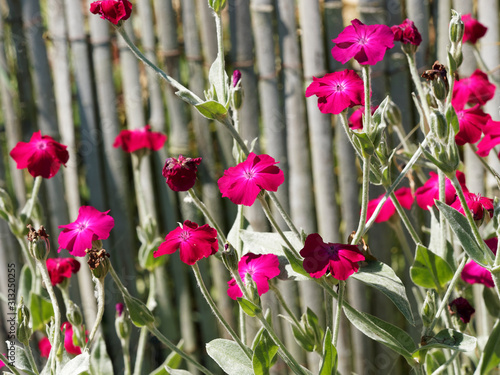 (Lychnis coronaria) Floraison printanière de Coquelourdes des jardins aux fleurs de couleur magenta photo