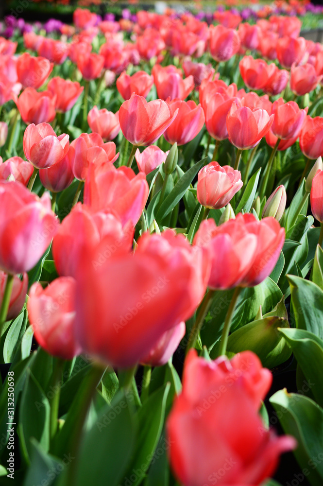 たくさんの赤いチューリップの花 たくさんの赤いチューリップの花