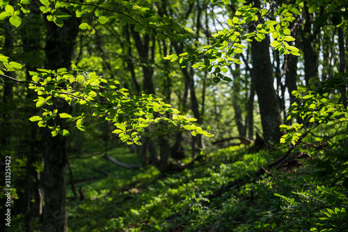 Green branches in a sunny spring forest