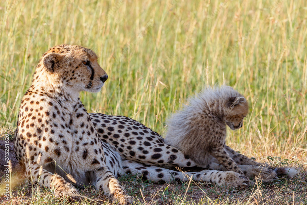 Fototapeta premium Cheetah mother with a cub laying down in the grass