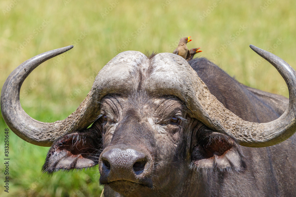 Naklejka premium African buffalo with two oxpecker on his back