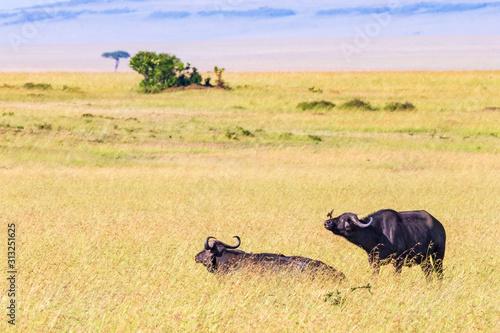 African Savannah landscape with two Buffalos in the high grass photo