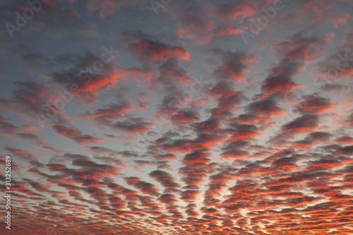 dramatic sunrise sky with special cloud formation Altocumulus stratiformis