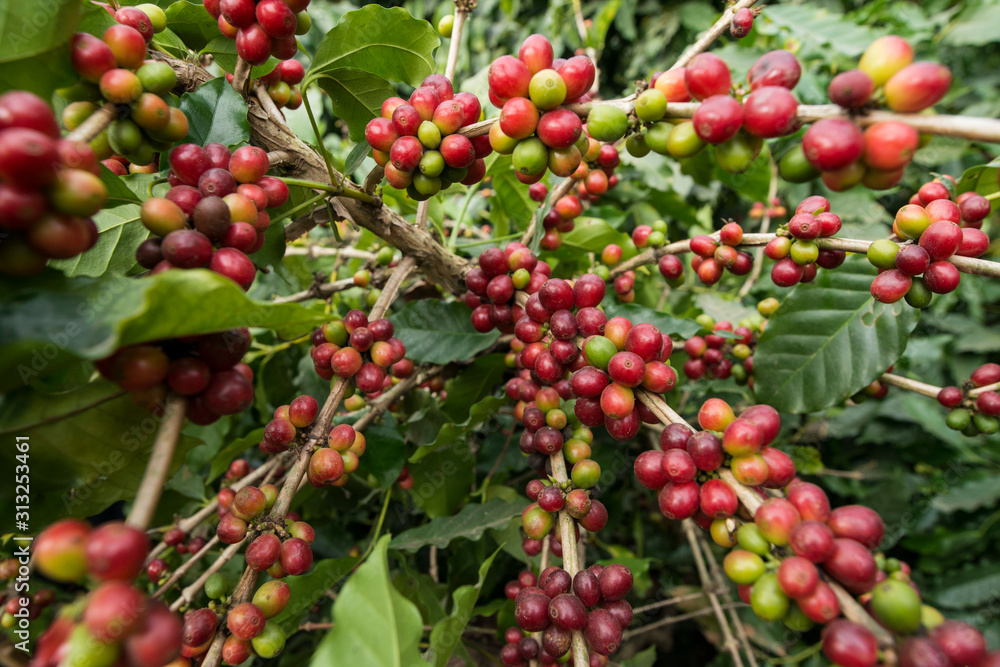 THAILAND MAE SAI COFFEE PLANTATION THAILAND MAE SAI COFFEE PLANTATION