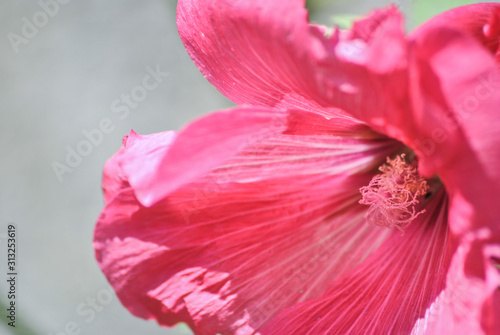 Macro of a pink hibiscus (ID: 313253619)
