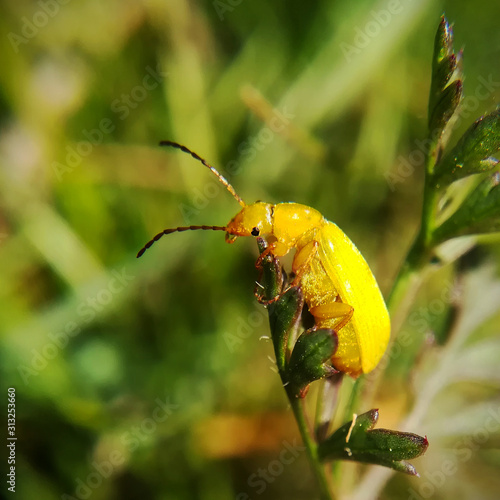 Sulphur beetle, Cteniopus sulphureus photo