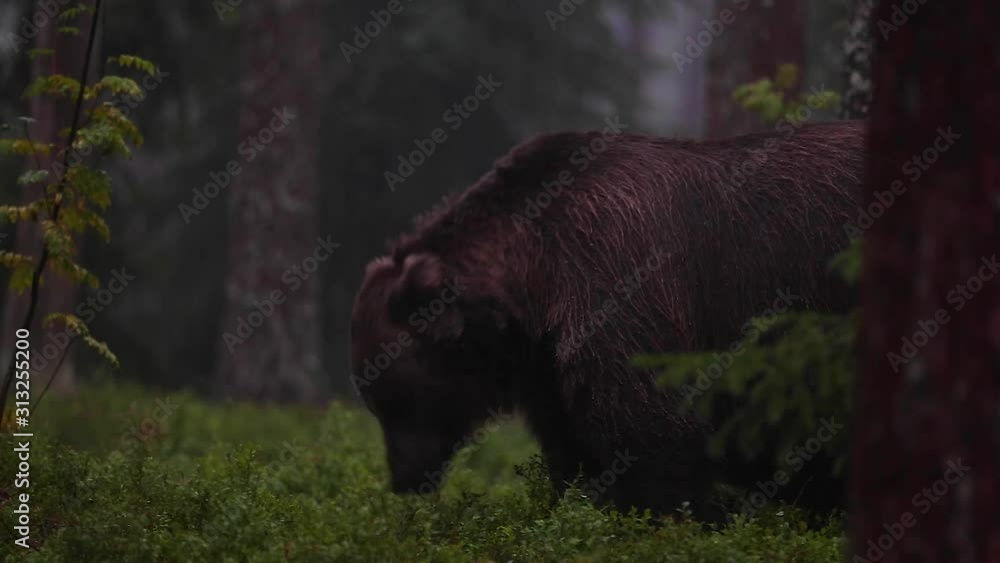 Brown Bear in forest during thunder storm