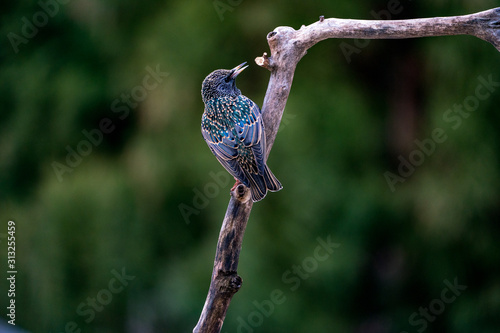 Common Grackle Perched on a Branch