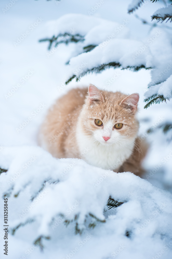 cute ginger kitten with a pink nose sits in the snow under a green spruce cute ginger kitten with a pink nose sits in the snow under a green spruce