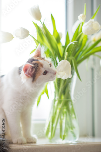 cute funny ginger cat plays with white flowers tulips with green leaves