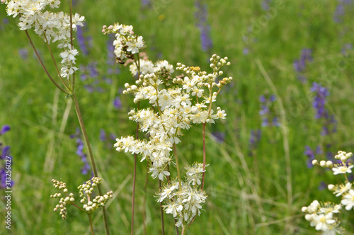 Filipendula blooms in the meadow in the wild photo