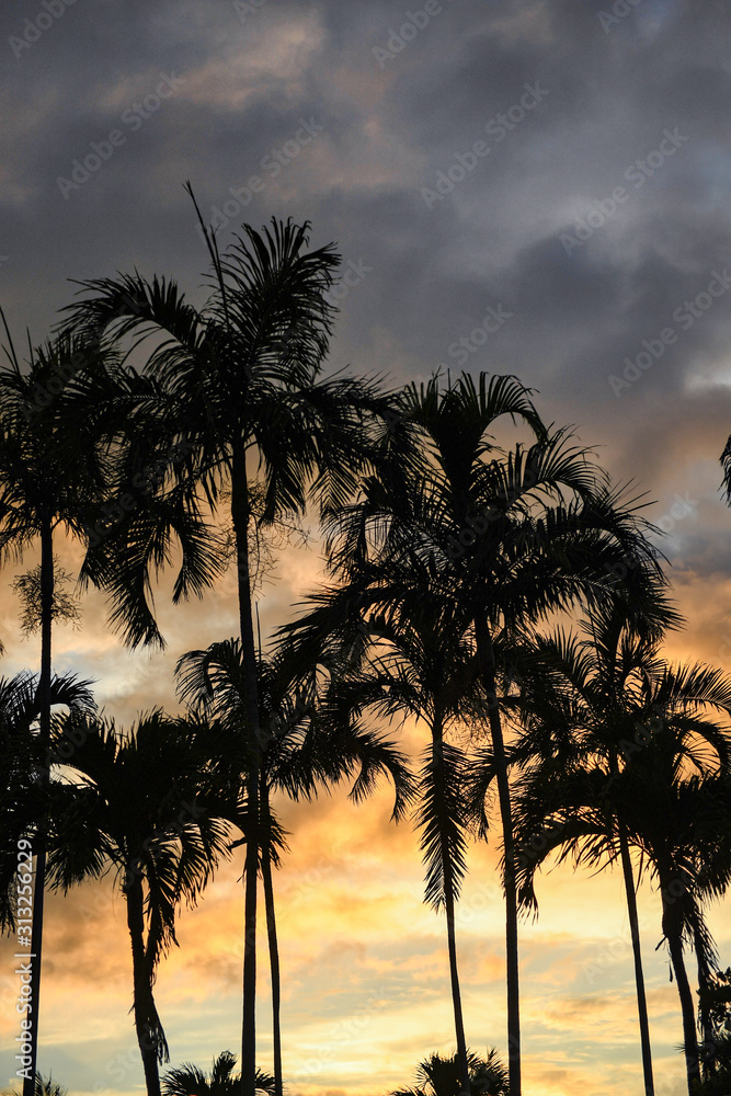 Palm trees set against the golden glow of a tropical sunrise