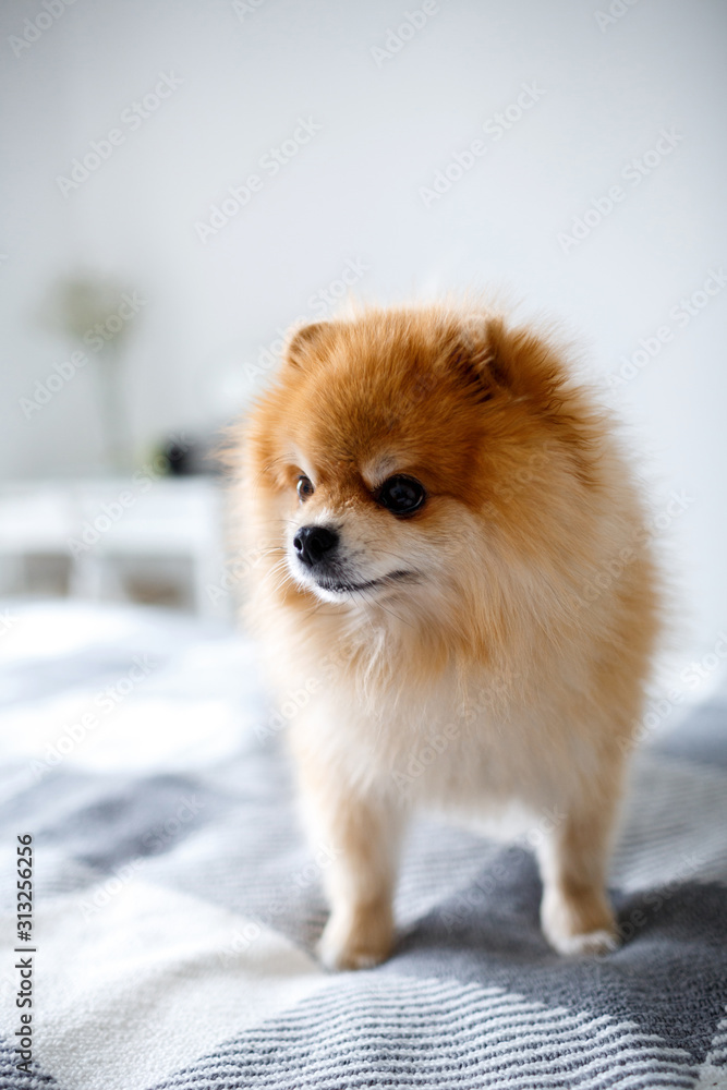 A beautiful Pomeranian dog stands on the bed in the bedroom