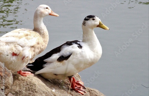 Duck -Goose near lake -near water- near green grass