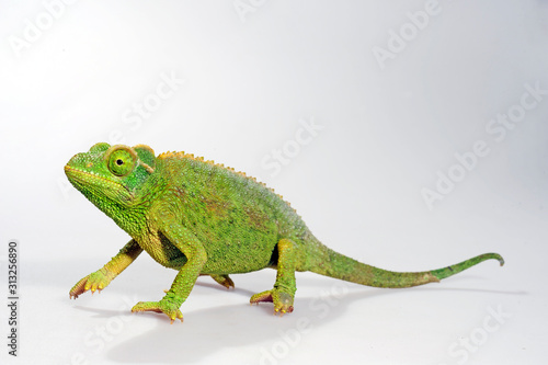  female Jackson's chameleon / weibliches Dreihornchamäleon (Trioceorus jacksonii xantholophus) photo