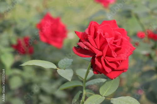 Red Rose Flower in the Garden at winter season, isolated on soft green background photo