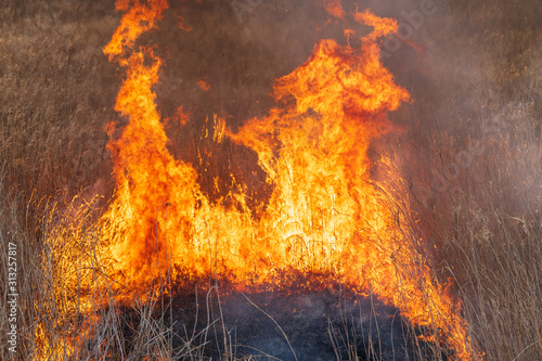 Fotografía 渡良瀬遊水地のヨシ焼き