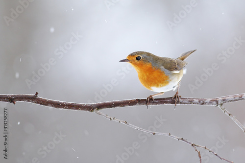 European robin, erithacus rubecula, with orange feathers on breast sitting on a twig in winter. Small bird in garden during snowfall. Wild animal in rural environment. photo