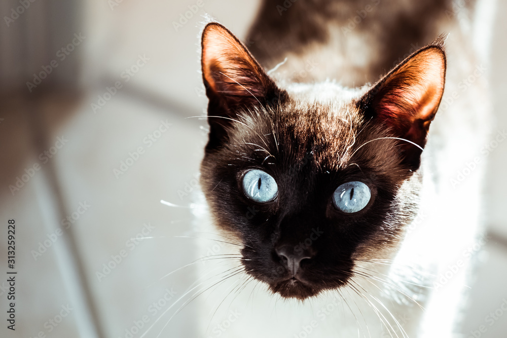 Portrait D Un Chat De Race Chat Siamois Stock Photo Adobe Stock