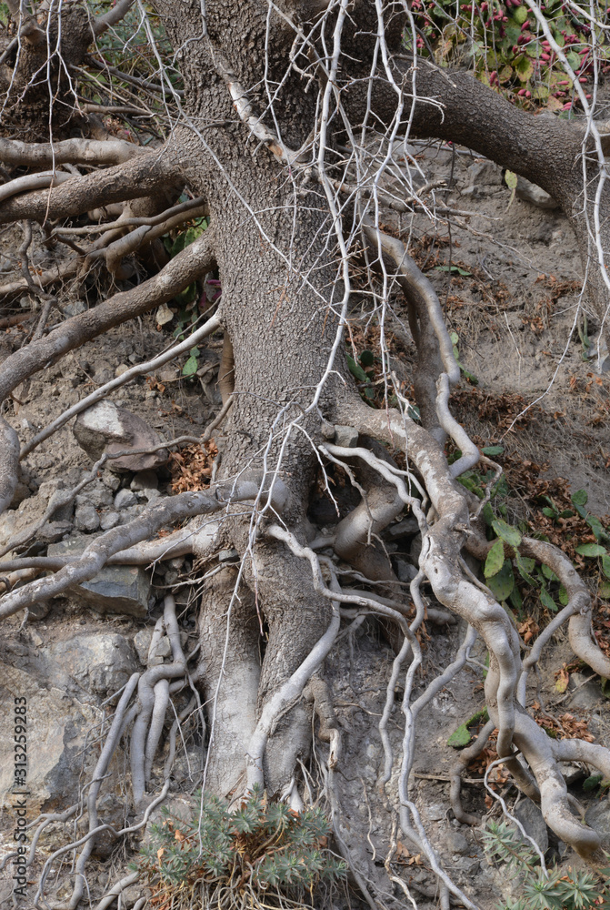 roots of an old tree roots of an old tree