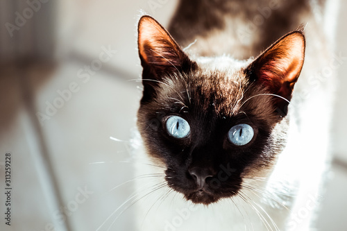 Portrait d'un chat de race chat siamois © PicsArt