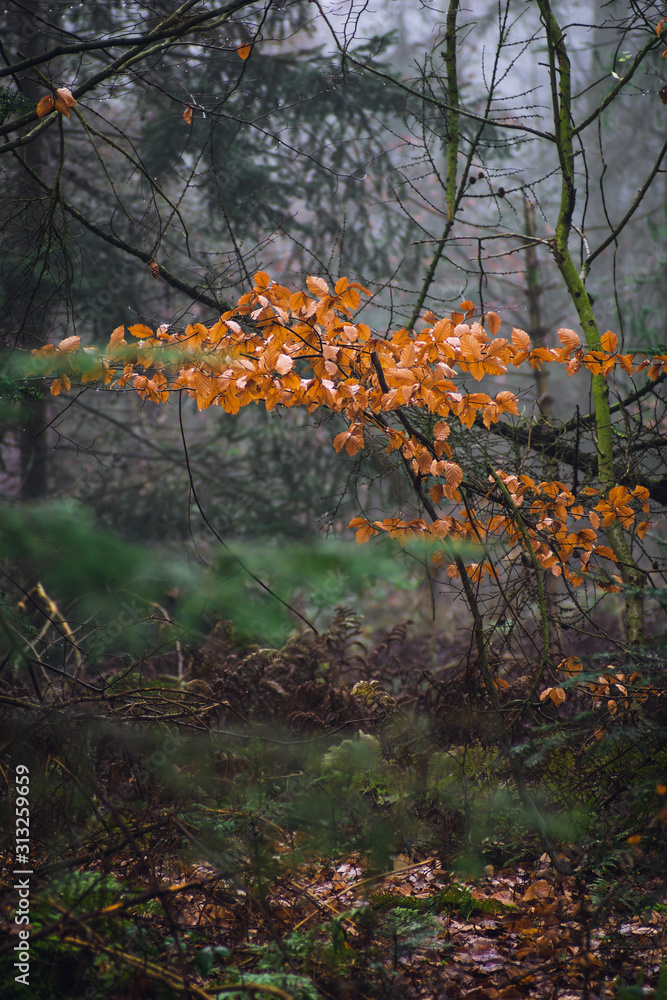 small tree into the forest small tree into the forest