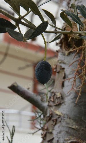 organic olives in olive tree