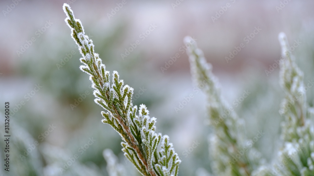 Fototapeta premium The branches of plants are covered with hoarfrost. Plants in January. Winter background for your design.