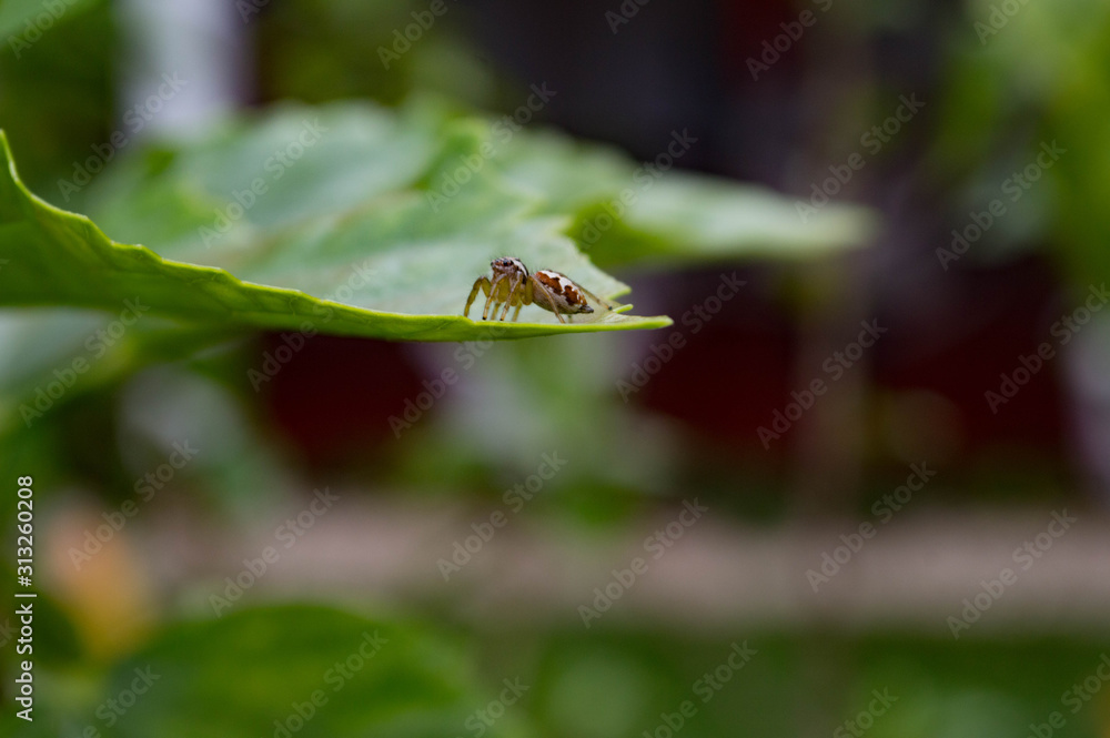 bug on a leaf bug on a leaf