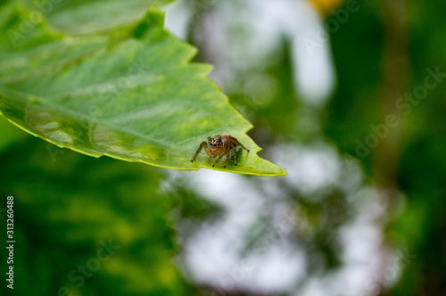 spider
