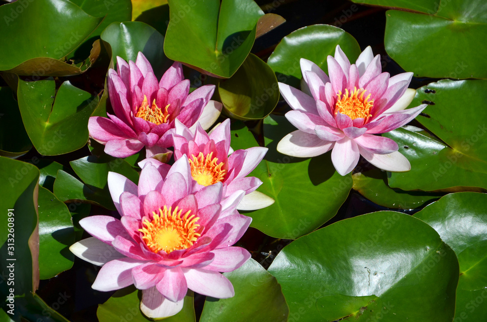 pink water lily in pond pink water lily in pond
