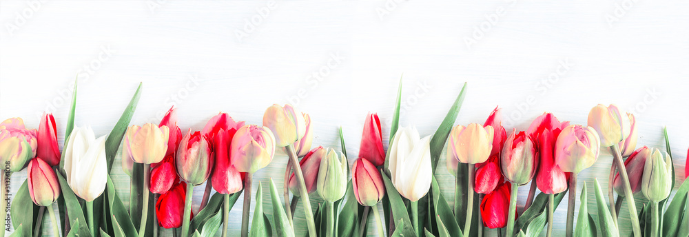 Fototapeta Piękne kolorowe tulipany na białym tle