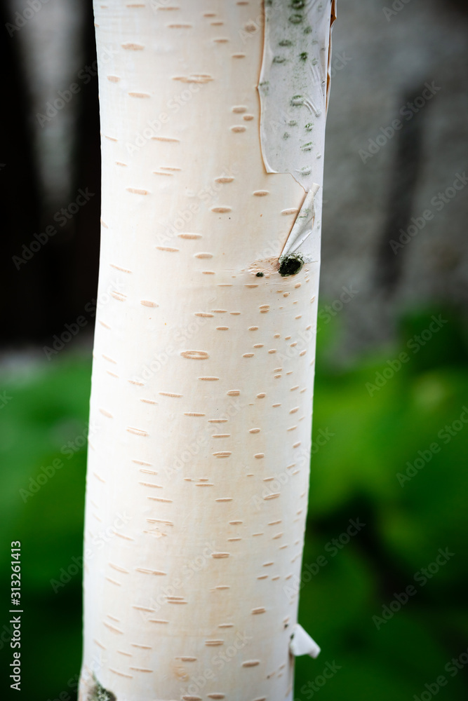 White birch trunk with bark on blurred green background. White birch trunk with bark on blurred green background.