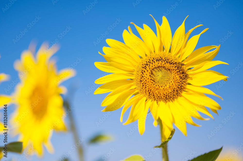 Close-Up sunflowers grow in the field in the summer of the background of the blue sky Close-Up sunflowers grow in the field in the summer of the background of the blue sky