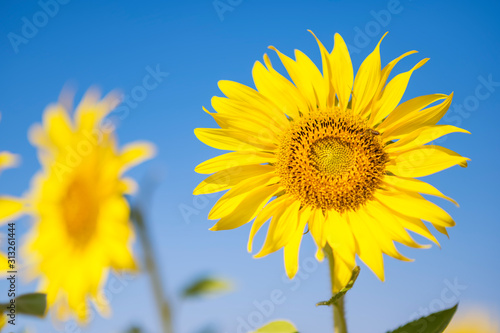 Close-Up sunflowers grow in the field in the summer of the background of the blue sky