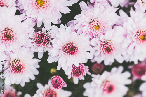 Fotografie Fleurs rose pastel dans un jardin