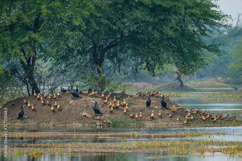 Lesser whistling duck flock or group of birds in beautiful scenic blue and green background at keoladeo national park or bird sanctuary, bharatpur, rajasthan, india - Dendrocygna javanica