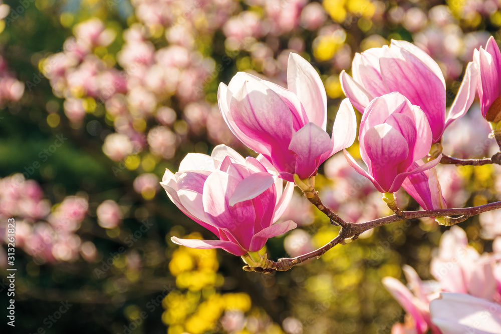 Obraz premium pink blossom of magnolia tree. big flowers on the twig on a sunny day. garden nature background. happy springtime mood. spring has sprung