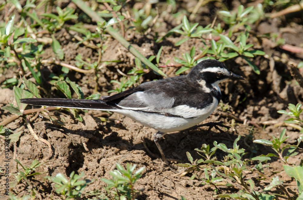 Bergeronnette du Cap,.Motacilla capensis, Cape Wagtail Bergeronnette du Cap,.Motacilla capensis, Cape Wagtail