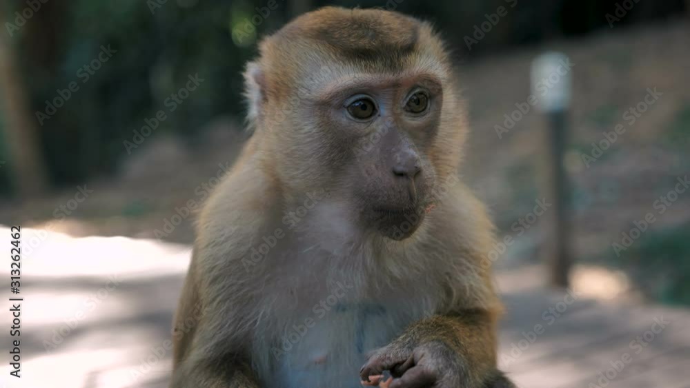 Funny monkey portrait. Rhesus macaque in tropical jungle Funny monkey portrait. Rhesus macaque in tropical jungle