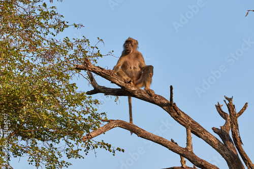 Chacma baboon high in a tree