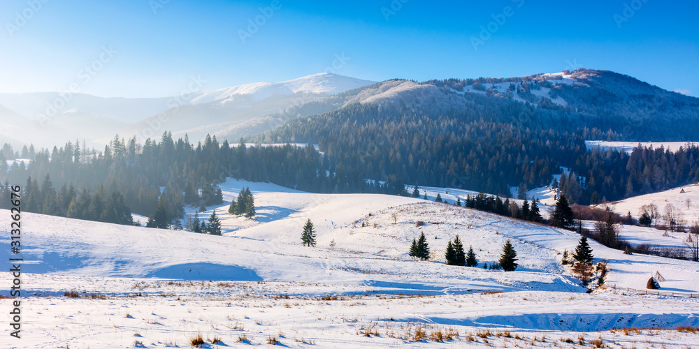 mountainous countryside in wintertime. snow covered rural fields on rolling hills with spruce forest. sunny and frosty afternoon.