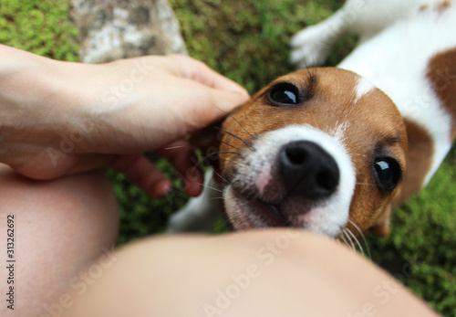 Canvas-taulu Cute and clumsy Jack Russell puppy biting