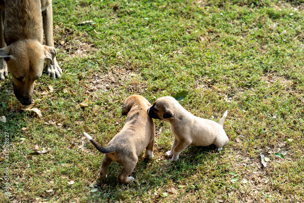 Obraz premium Stray street dog puppies play on the grass while the dog mother watches. Taken in Delhi, India