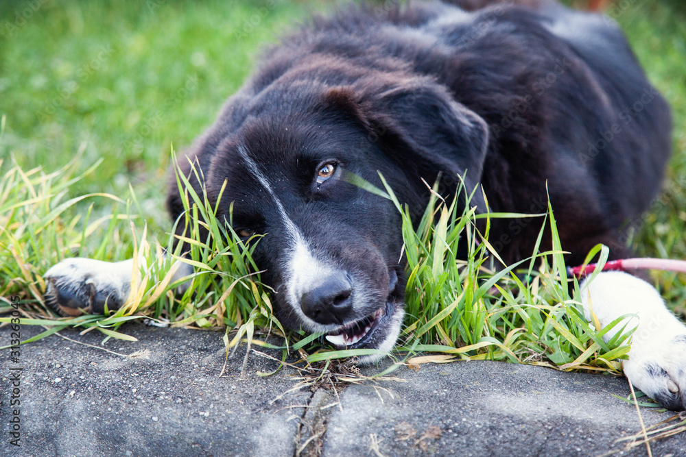Dog eating grass in the park Stock Photo | Adobe Stock