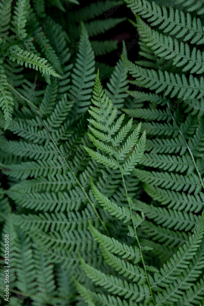 Background with fern leaves in nature
