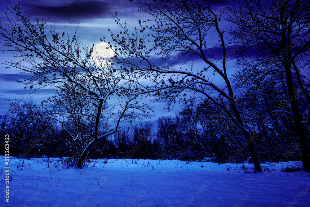 Fototapeta premium winter forest at night. trees in full moon light